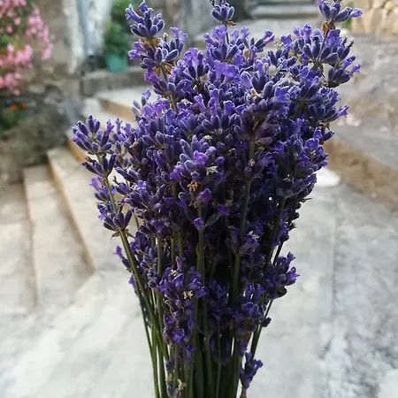 Salvia *
